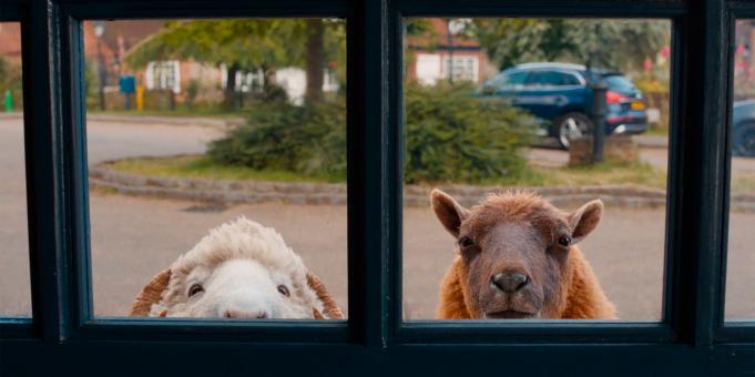 Mopple und Lily in GLENNKILL: EIN SCHAFSKRIMI von Amazon MGM Studios.   © 2026 Amazon Content Services LLC. All Rights Reserved.